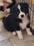 Suczka Border Collie ZKWP/FCI