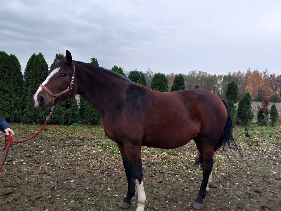 Klacz SP 172cm 7 lat