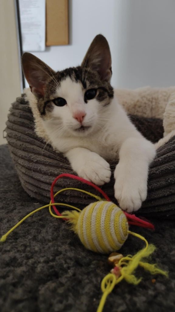 Do adopcji: pół roku uroku i mruczenia!