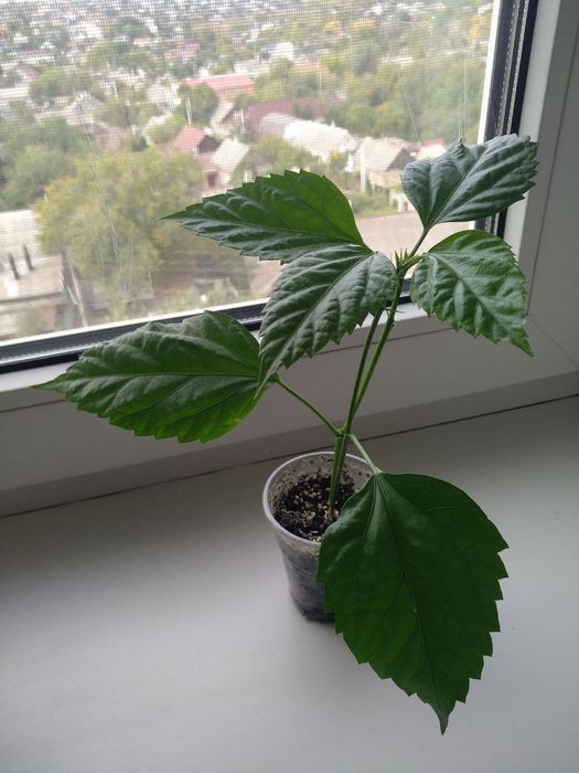 Гибискус el capitolio tequila sunrise