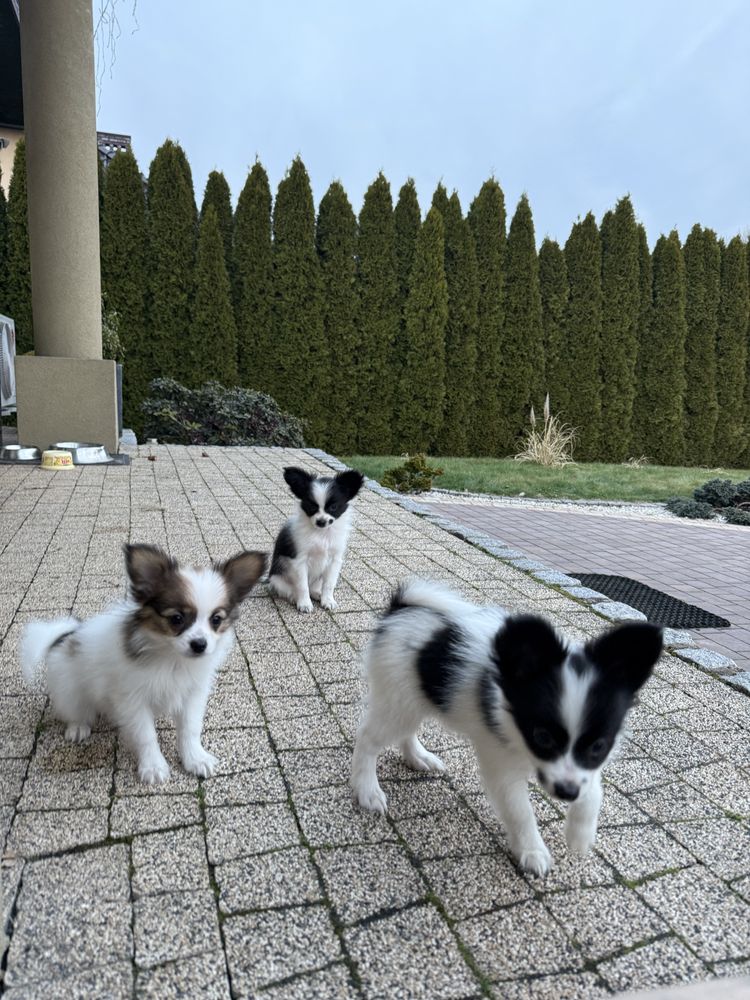 Papillon szczeniak Spaniel kontynwntalny miniaturowy
