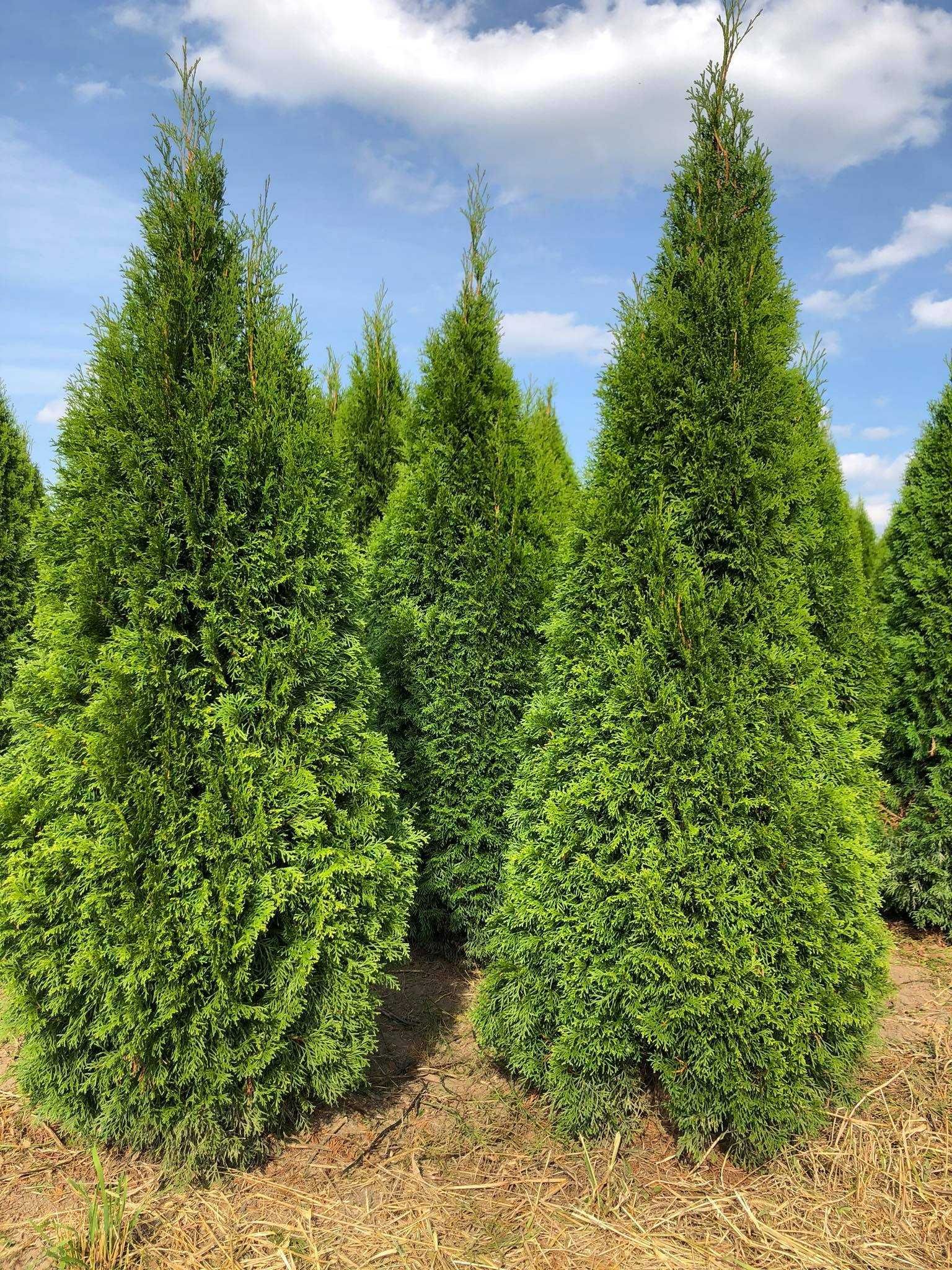 Tuja szmaragd, tuje od 60 do 250 cm! Thuja brabant do 270!