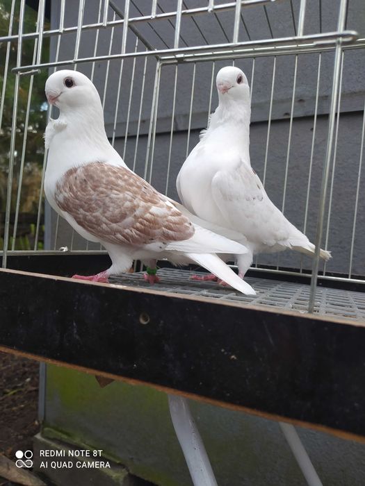 Golebie mewki  tarczowe