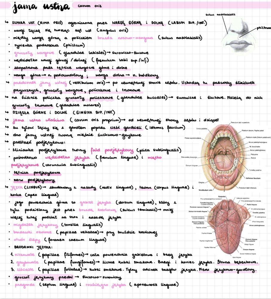 Notatki Anatomia WUM