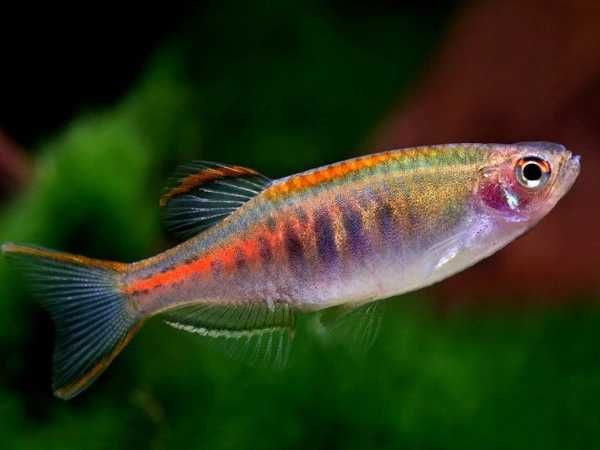 Danio myanmarski - Celestichthys choprae - dowóz, wysyłka