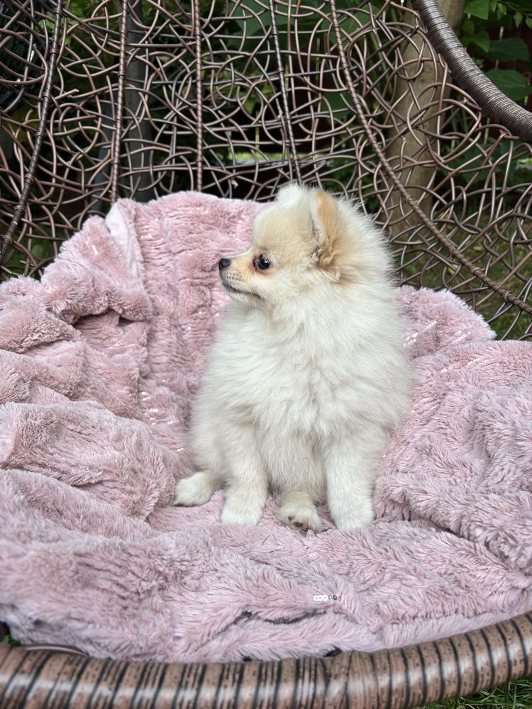 Pomeranian, piesek