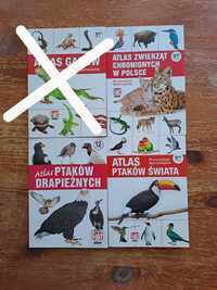 Atlasy zwierząt - ptaki świata, ptaki drapieżne, chronione w Polsce