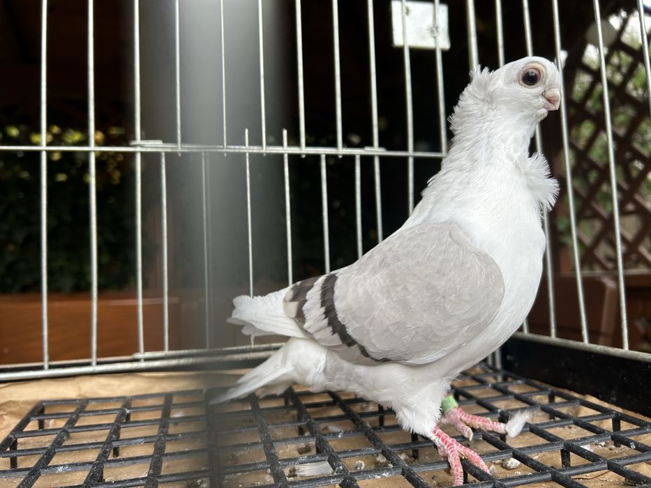 Gołębie ozdobne. Mewka polska samiczka 2025r