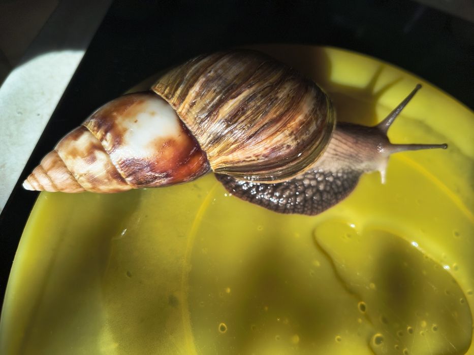 Sprzedam ślimaki Achatina afrykanskie