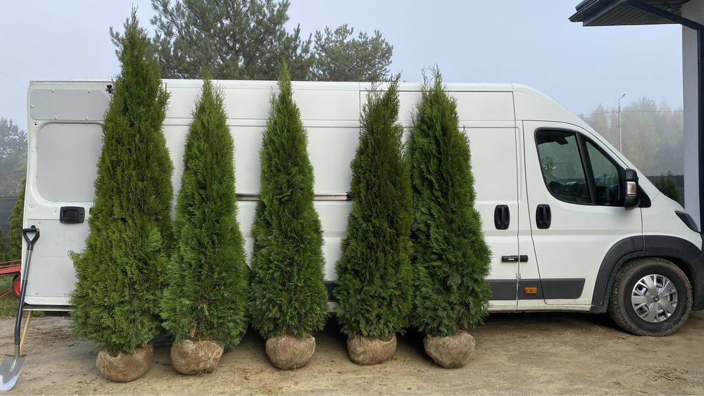 Tuja "Szmaragd" - Thuja, Żywotnik zachodni z gruntu, wys. 180-250cm