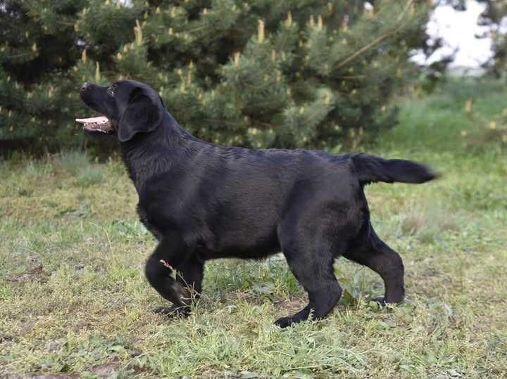Labrador Retriever szczenie z rodowodem ZKwP, FCI Badania Genetyczne