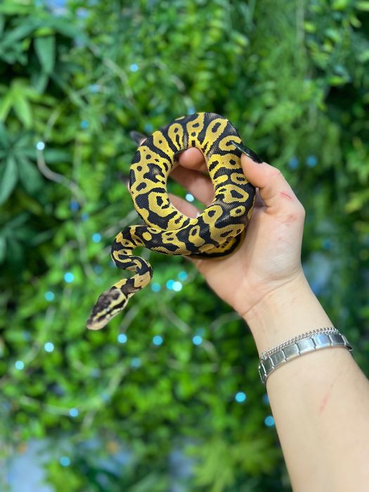 Тераріум Exoterra для королівського пітона (регіус)