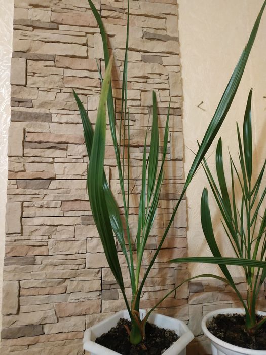 Финиковая пальма 4 года