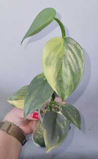 Philodendron SILVER sword Variegata