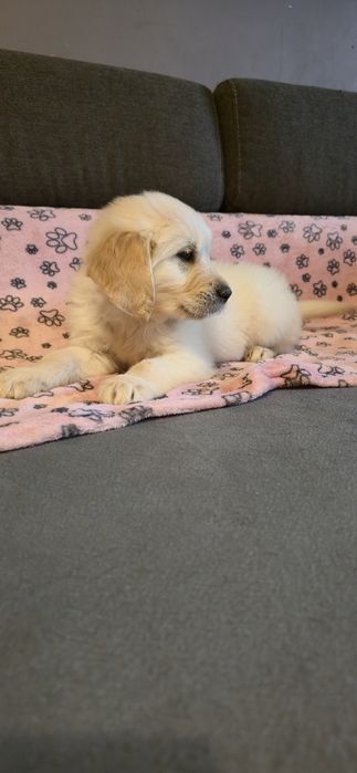 Golden Retriever szczeniak