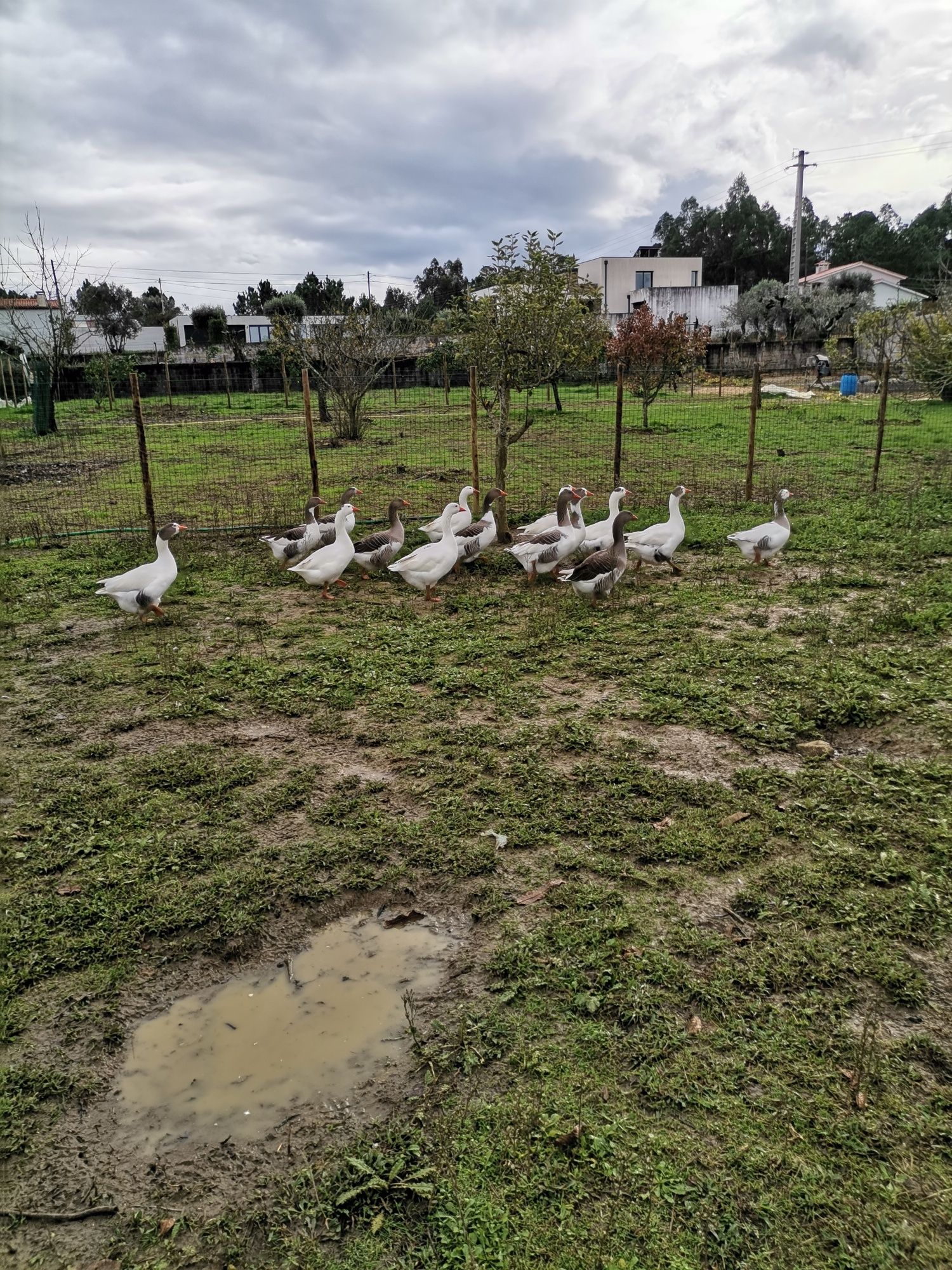 Patos gansos Toulouse vários tamanhos hos