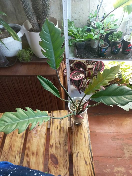 Філодендрон Карамель Марбл (Caramel Marble), що пішов у зелень