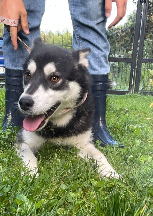 Cosmo pies w typie husky, pies szuka domu