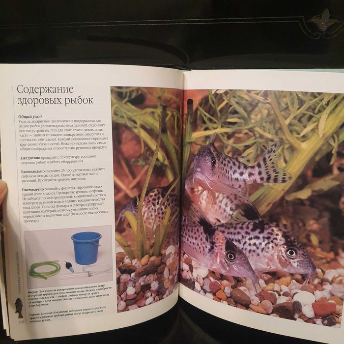 Аквариумные рыбки