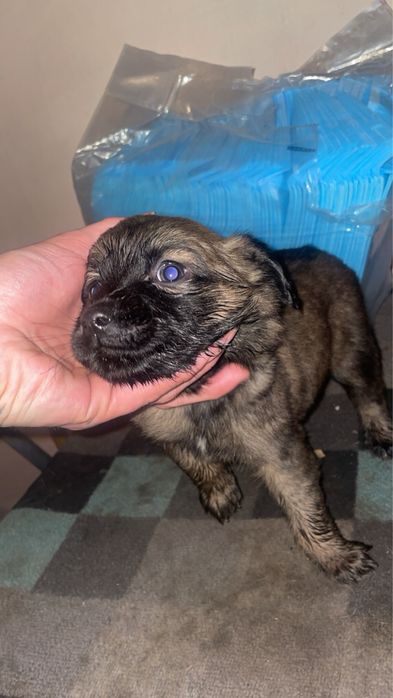 Szczeniaki do adopcji