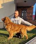 Golden Retriever reproduktor krycie Młodzieżowy Champion Polski