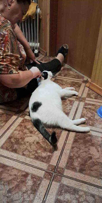 BAKUŚ - sympatyczny kot do adopcji