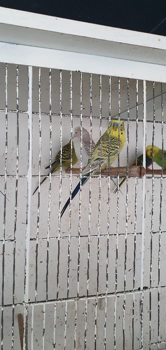 Piriquitos de varias mutações