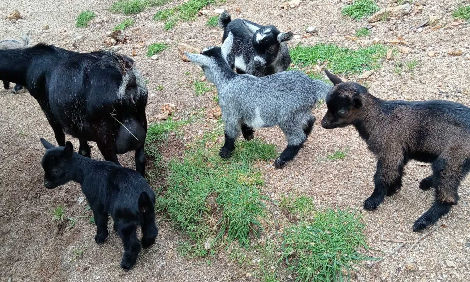 Cabrito anão/israelita com 4meses