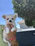 Chihuahua menino lindo