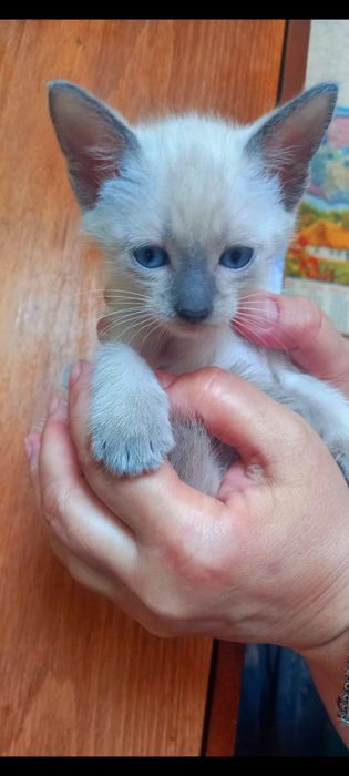 Сиамские голубоглазые котята