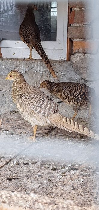 Sprzedam samice bażanta tegoroczną