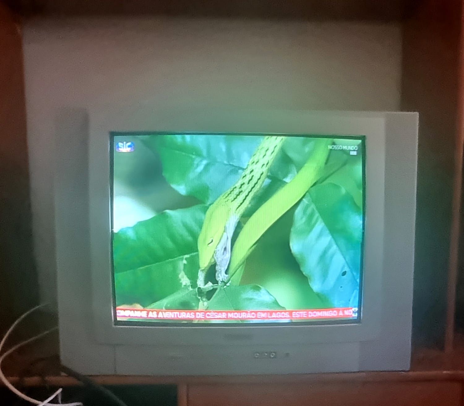 Televisão  Watson