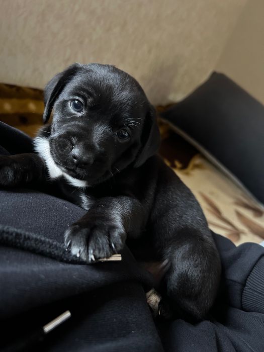 Цуценя спаніель (дівчатка)