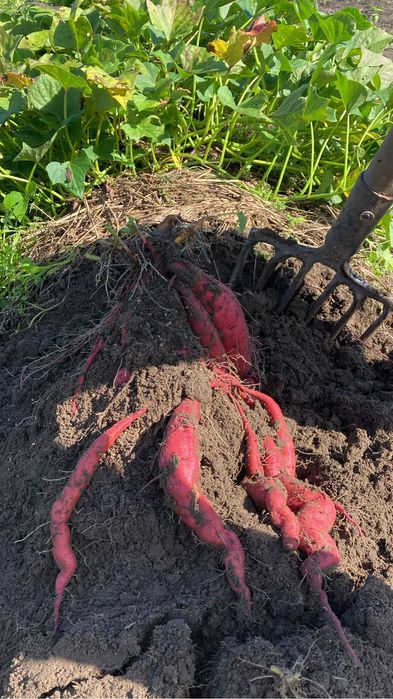 Батат органічний , сорт LA