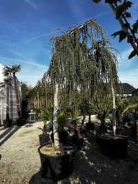 Cedr Atlantica glauca Pendula