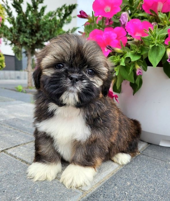 SHIH TZU Sunia gotowa do odbioru