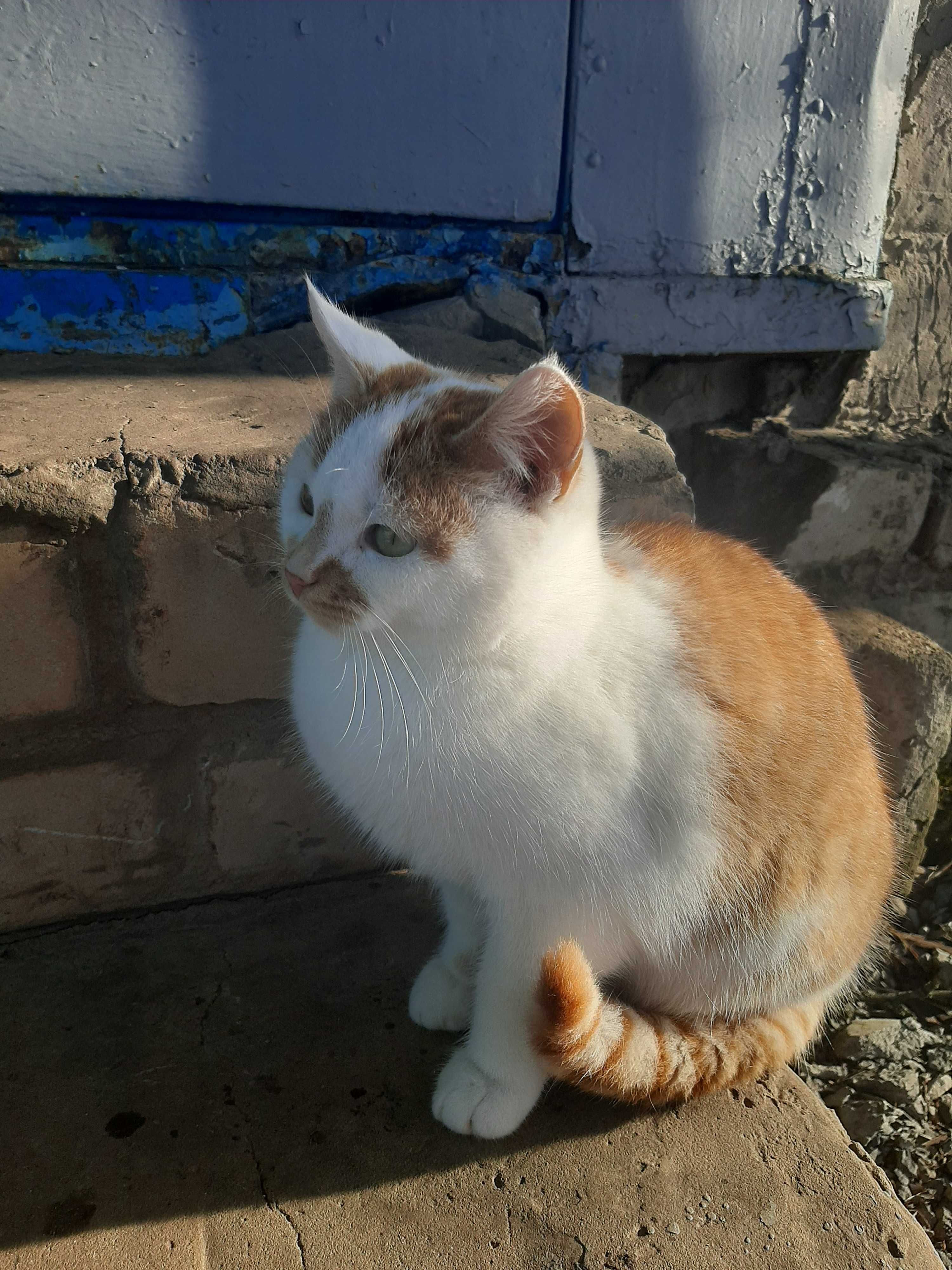 Котята в добрые ручки