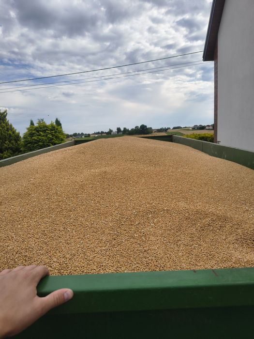 Owies, pszenica,rzepak- czyste,suche 2025 Transport, karma dla kór,kró