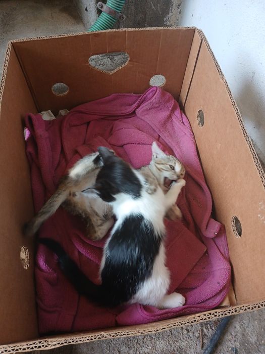 Gatinhas para doação