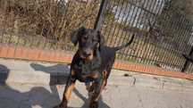 szczeniak doberman