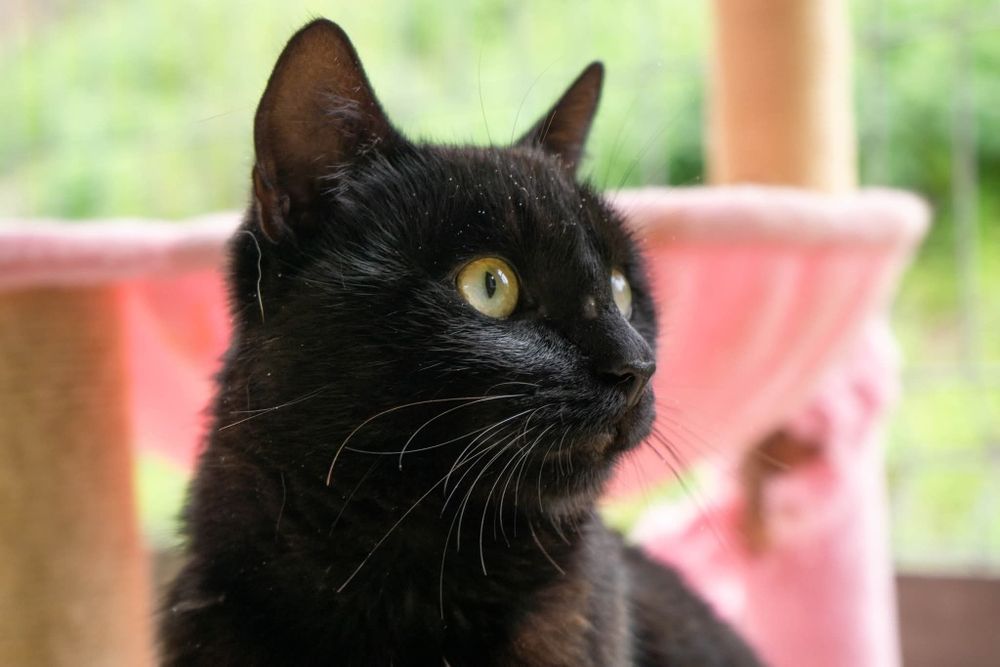 Czarny kot Venom czeka na dom w schronisku