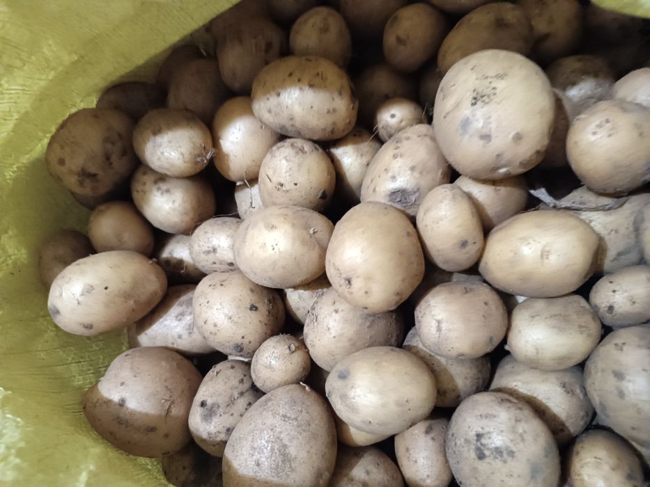 Ziemniaki wielkości sadzeniaka.