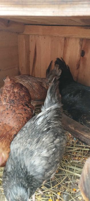 Карликові кури .