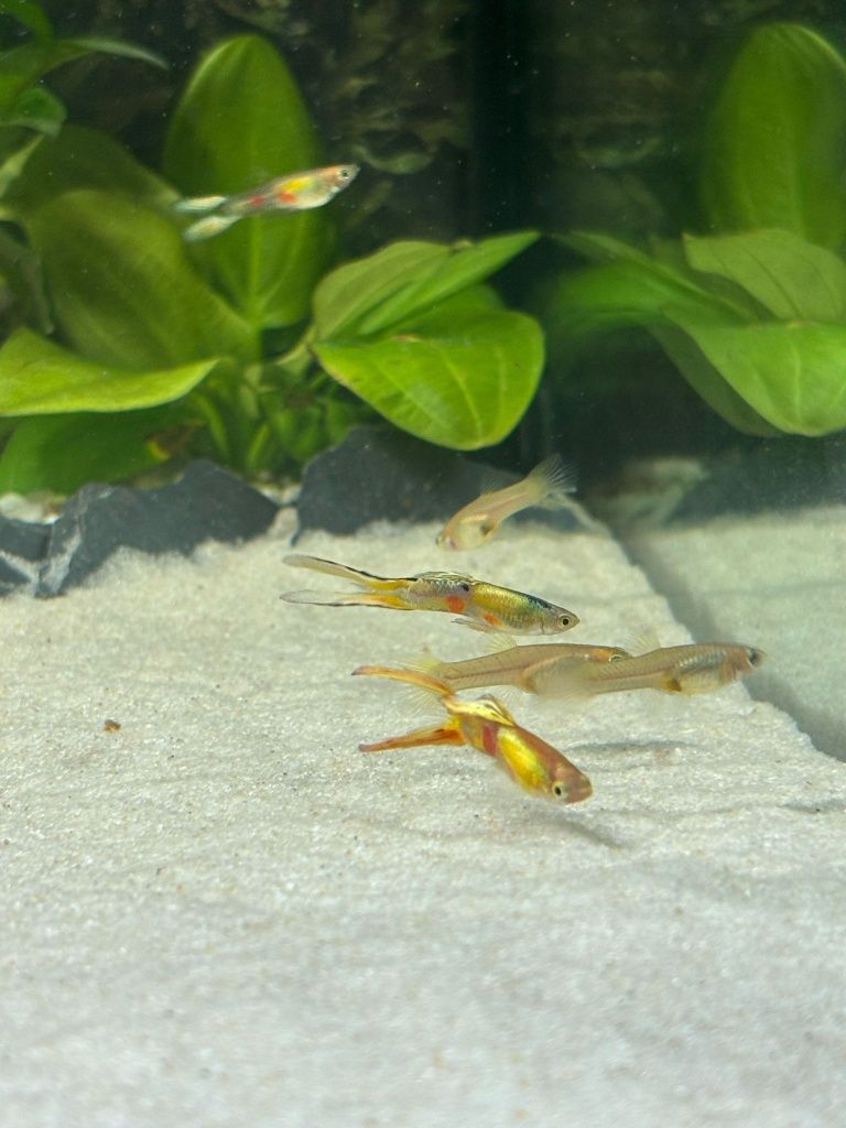 Gupiki Silver Lira