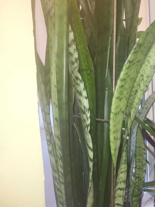 Сансев'єра гастер