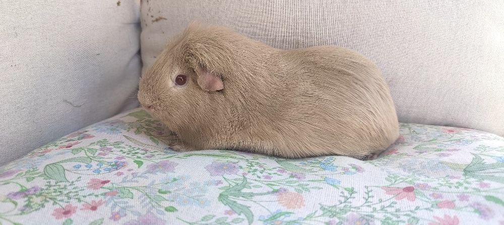 Para świnki morskie ,cavia domowa , świnka morska