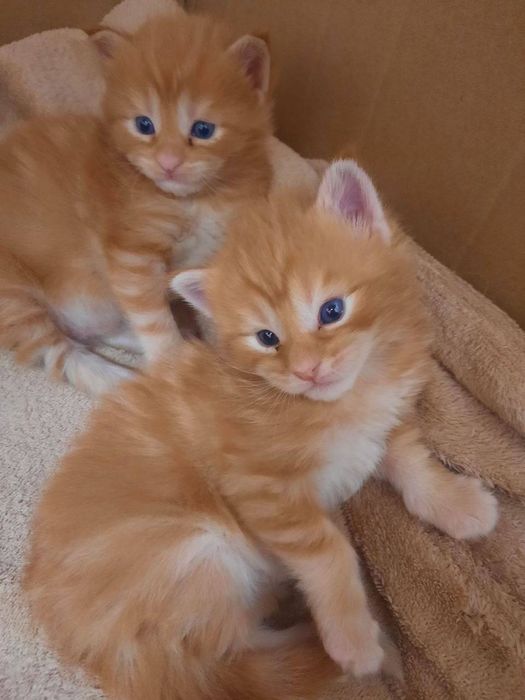 Молодий Мейн Кун в'язка