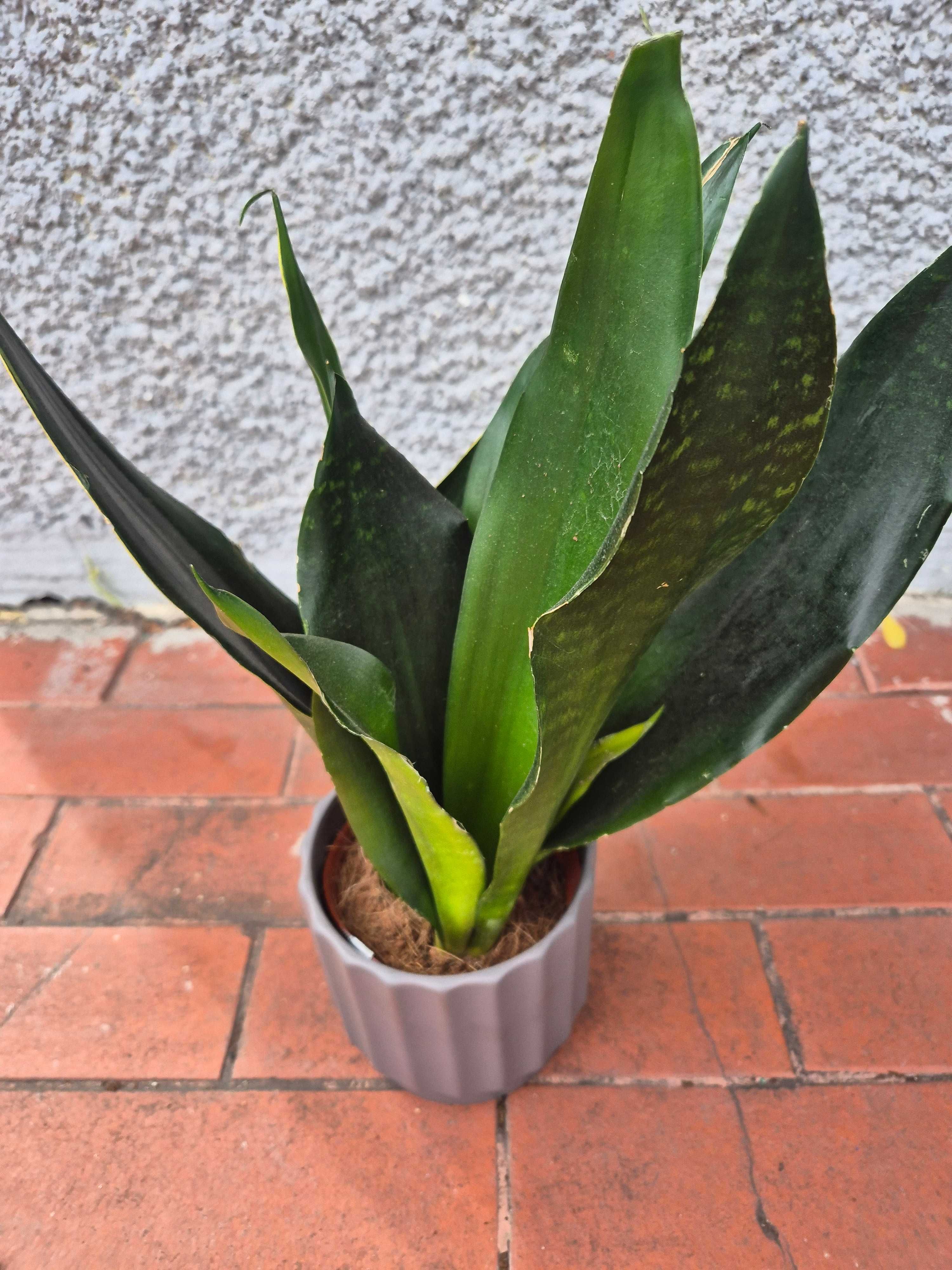 Sansevieria  40cm