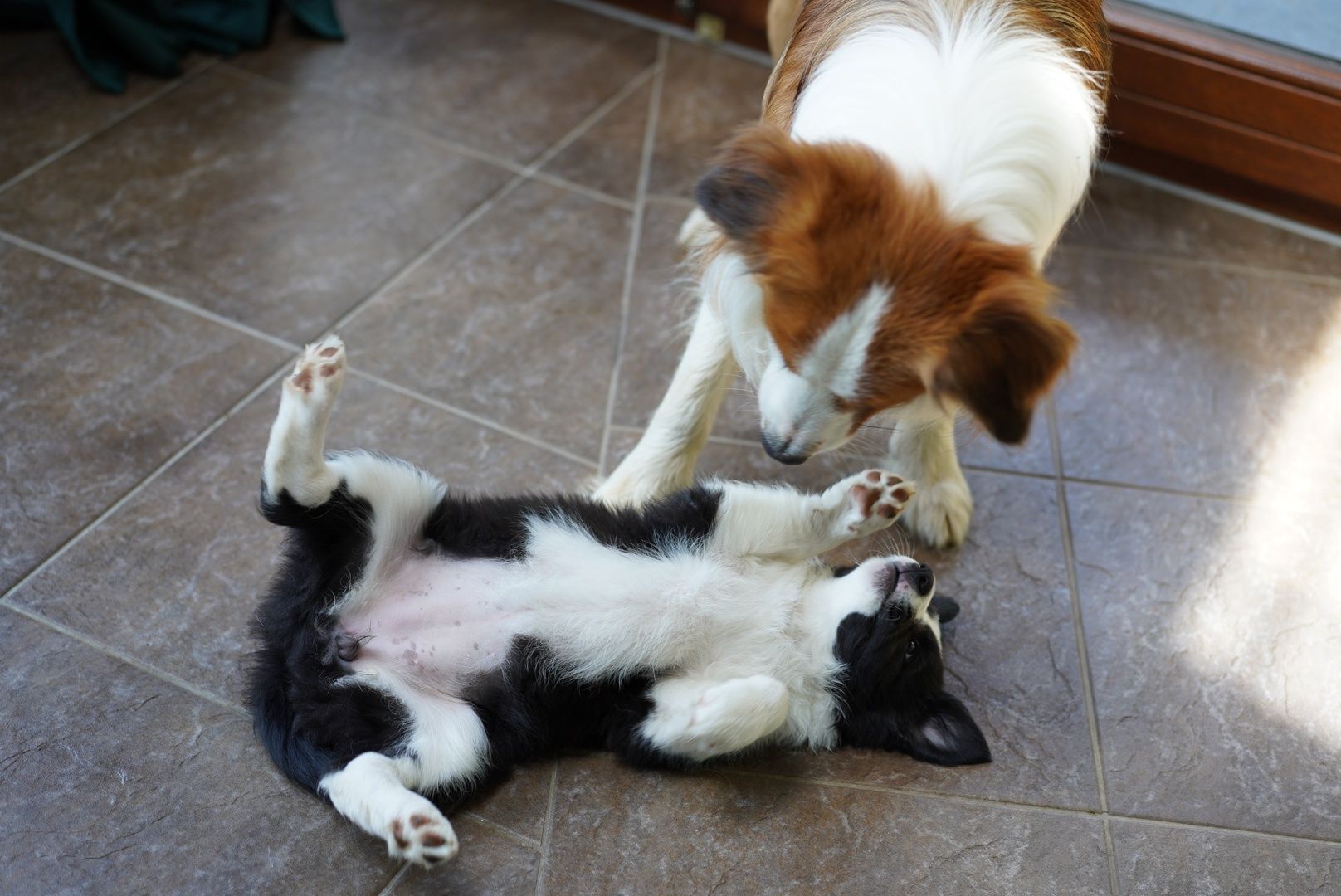 Border Collie dziewczynka
