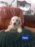 Golden retriever - suczka